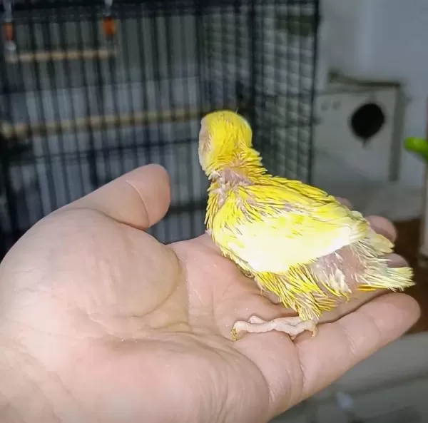 El Besleme Kırmızı Göz Mutasyon Sevda Papağanı