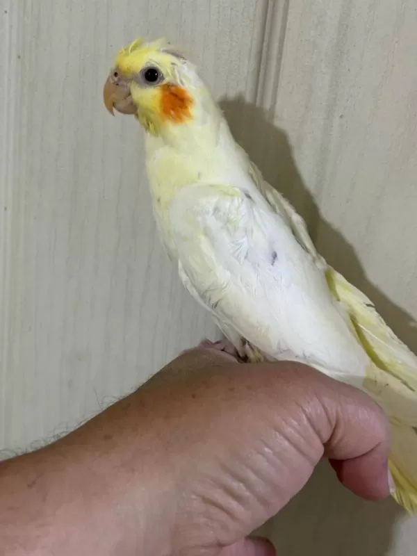 53 Günlük Ful Evcil Lutino Sultan Papağani Bebek