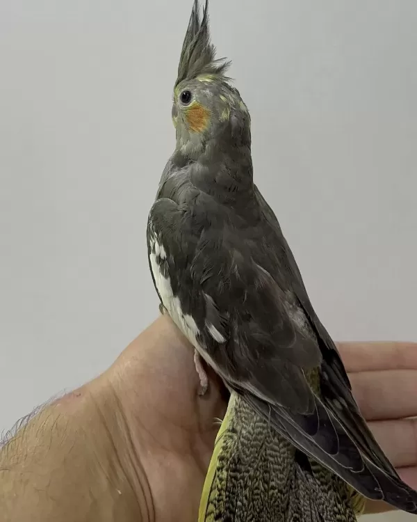 Yavru Sultan Papağanlar