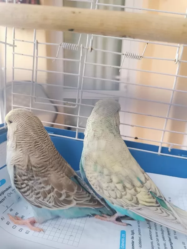 Konuşturmalik Aliştirmalik A Kalite Şov Jumbo Kuşlar