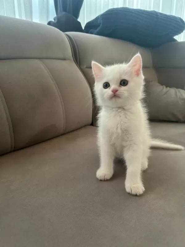 Erkek British Shorthair Yavrumuz Yeni Yuvasını Arıyor
