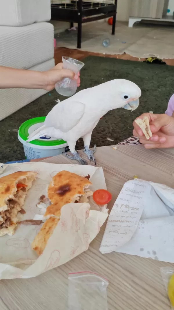 Evcil Oyun Hamuru İnsan Canlısı Kakadu