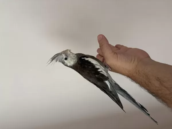 Erkek White Face Sultan Papağanı 5 Aylık