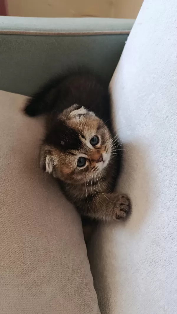 Scottish Straight Kedimiz