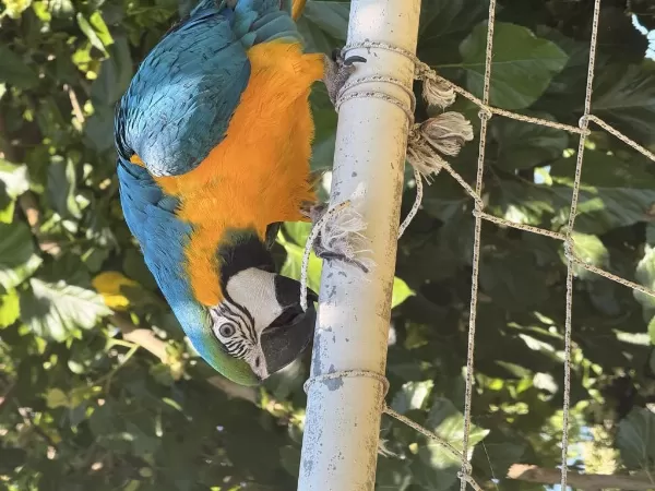 Sahibinden Macaw 8 Aylık