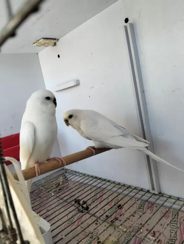 Hazır Eş Eke Albino Takım Muhabbet Kuşu