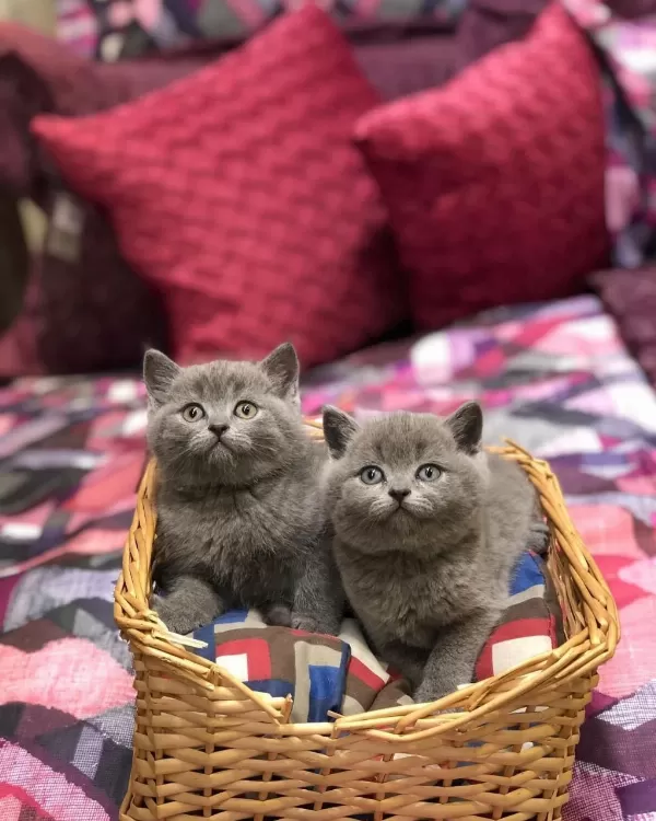 Güzeller Güzeli British Shorthair Yavrularim