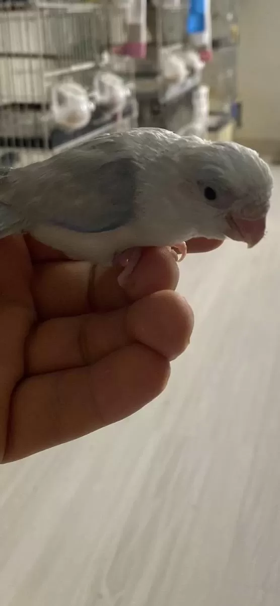 Forpus Papağanı 1 Aylık