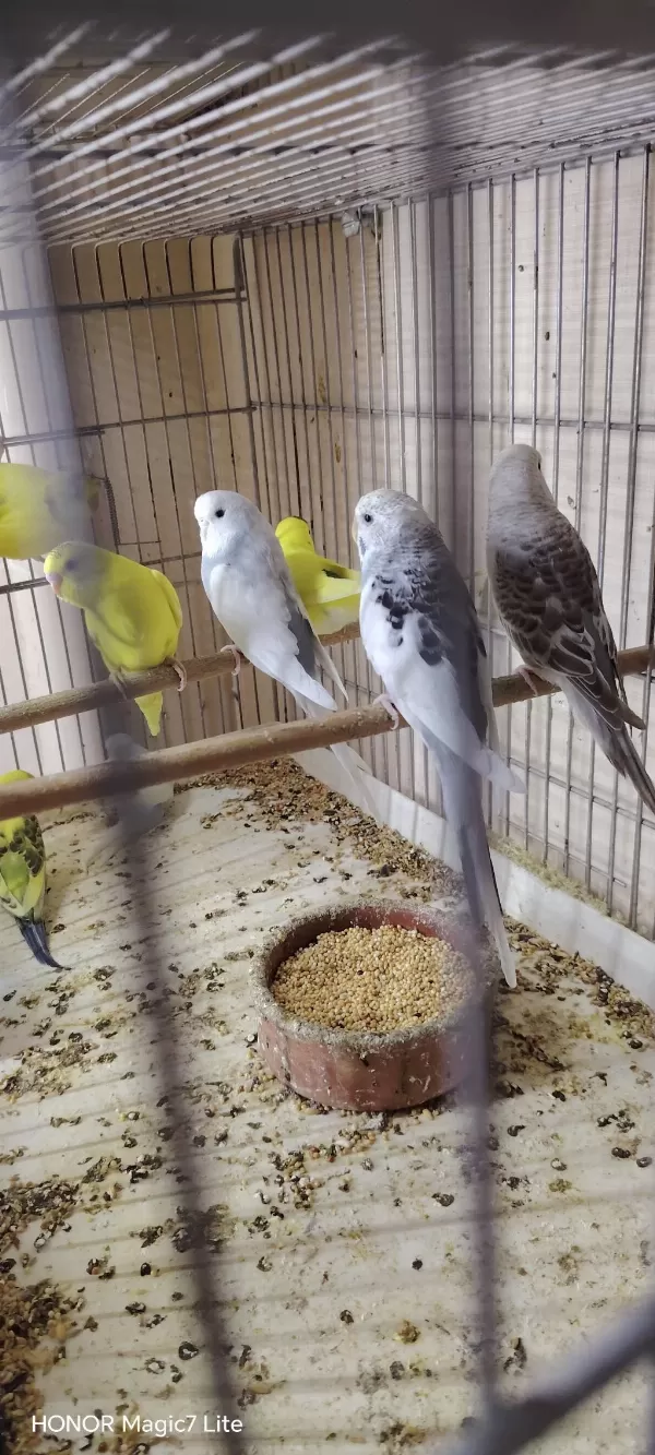 Yavru Damızlık Mevcut Muhabbet Kuşlar
