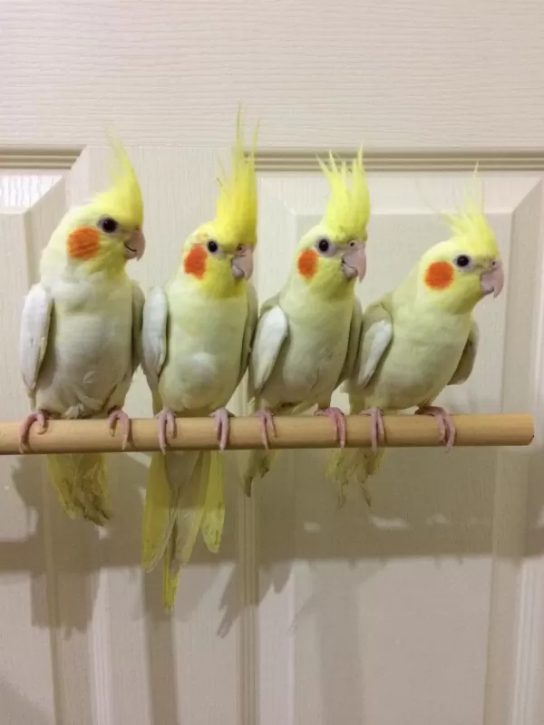 Üst Kalite Full Evcil Süt Bebek Sultan Papağanlar