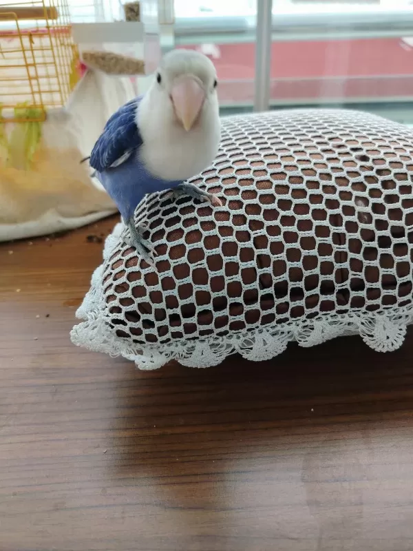 Konuşan Cennet Papağanı