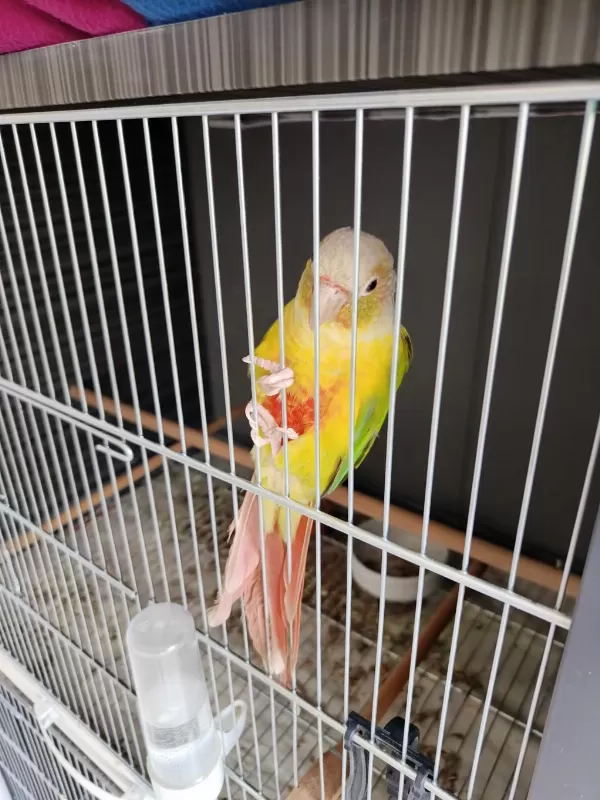 3 Yaşında Erkek Pineapple Konur Papağanı
