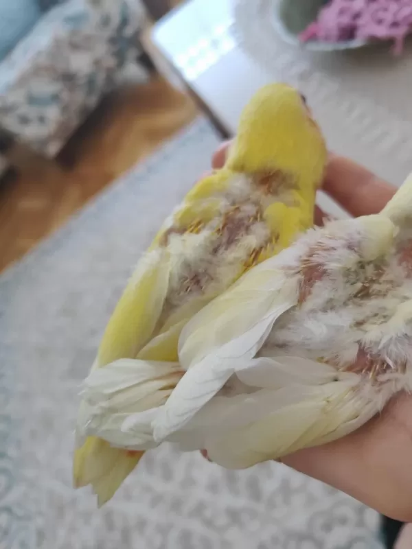 Yavru Sevda Papağanları