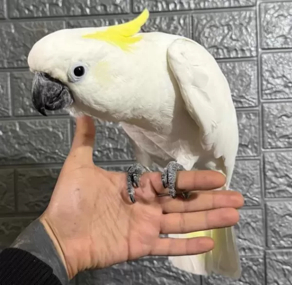 Full Evcil Kakadu Papağanı