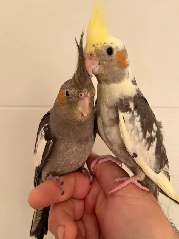 35 Günlük Yeni Yeme Düşmüş Full Evcil Sultan Papağani