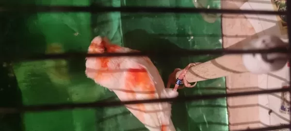 Şahane Birbirinden Güzel Alman Tepeli Kanaryalar