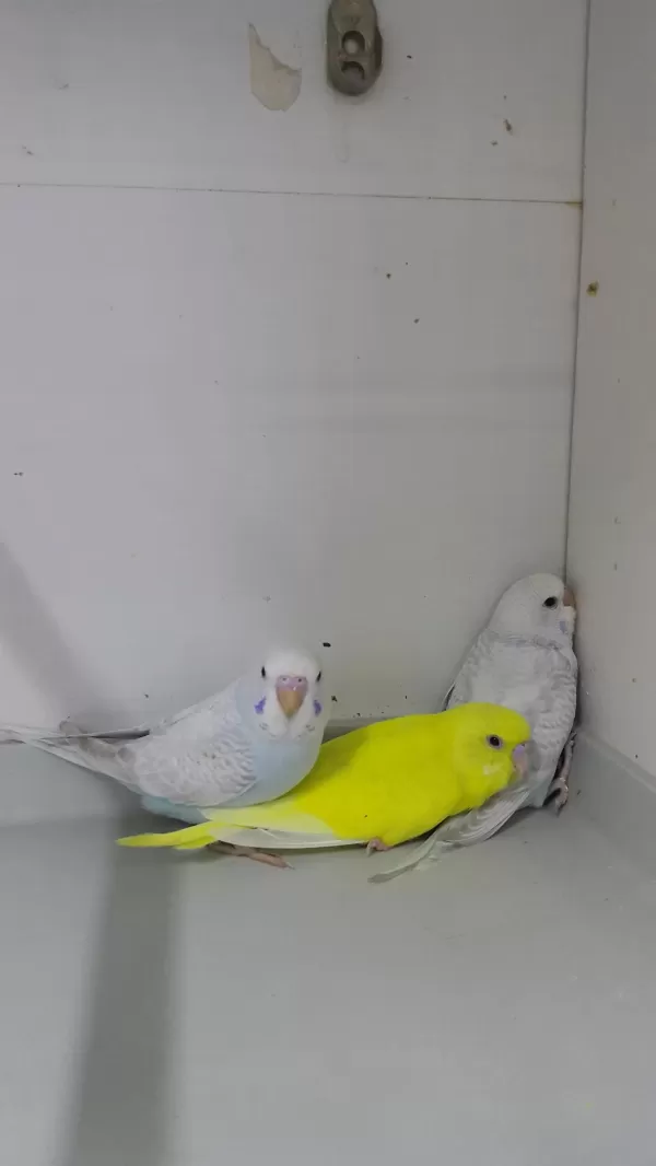 İsteyene Hobi Olarak Yada Üretim Amaçlı Muhabbet Kuşlar