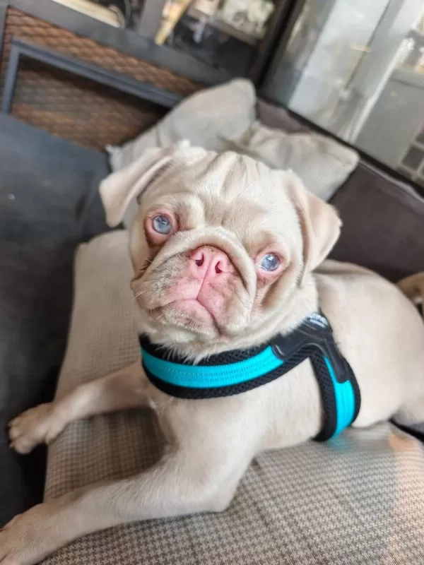 Harika Ping Pug Yavrumuz