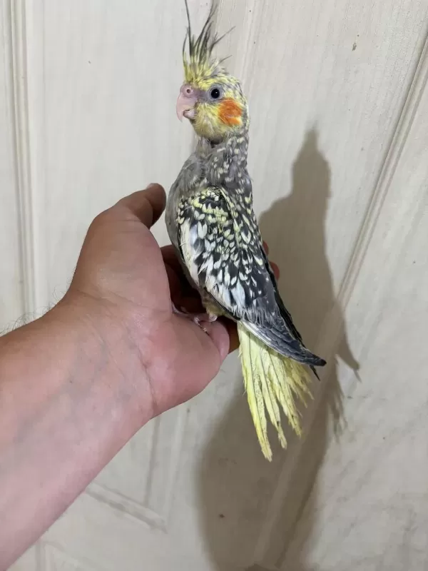 52 Günlük Ful Evcil Kusursuz Bebek Sultan