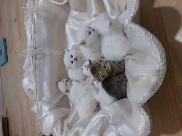 Bal Kediler Rezerveye Açilmiştir