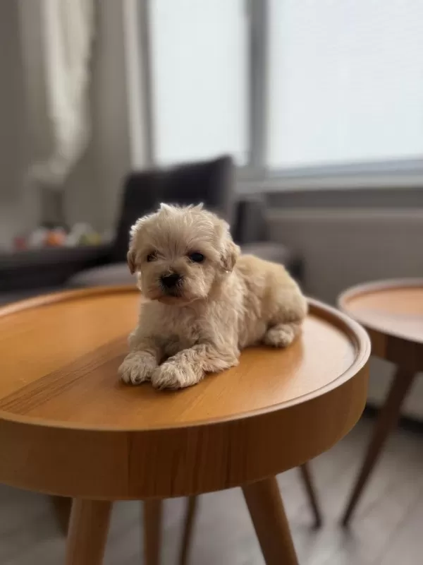Dişi Ve Teacup Erkek Kore Maltipoo Bebişler