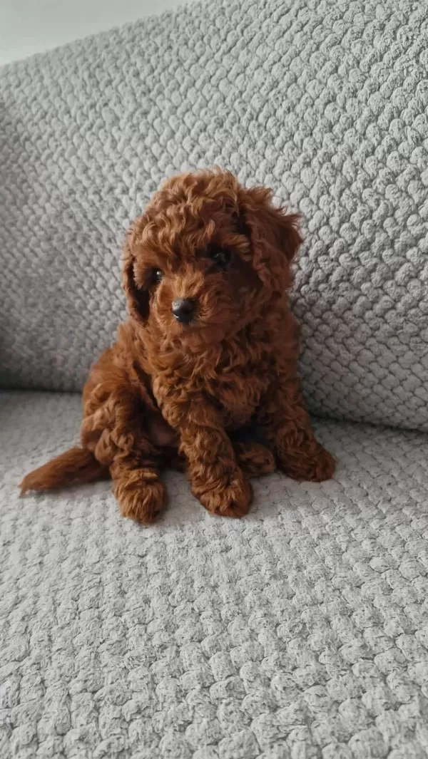 Üst Segment Toy Poodle Yavrumuz