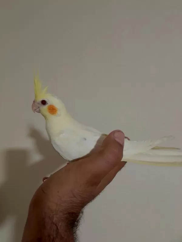 3 Aylık Sultan Papağanı Yavrular
