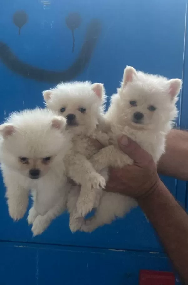 Pomeranian Spitz Yavrular İrk Sağlık Garantili