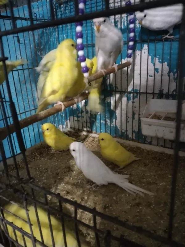 Muhabbet Kuşu Bulunur