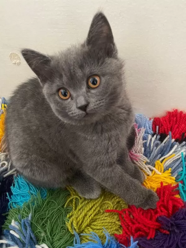 Orjinal British Shorthair Yavrular