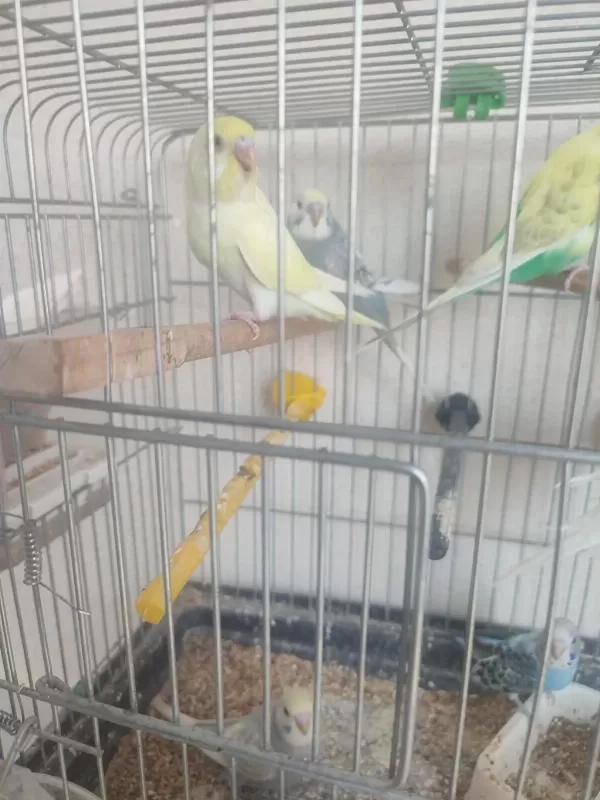 2 Aylik Kuşlar Ve Yeni Yeme Düşmüş Yavrular