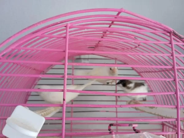 Bengal İspinoz Finch 3 Adet