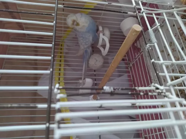 Jumbo Şov Baskın Muhabbet Kuşlar