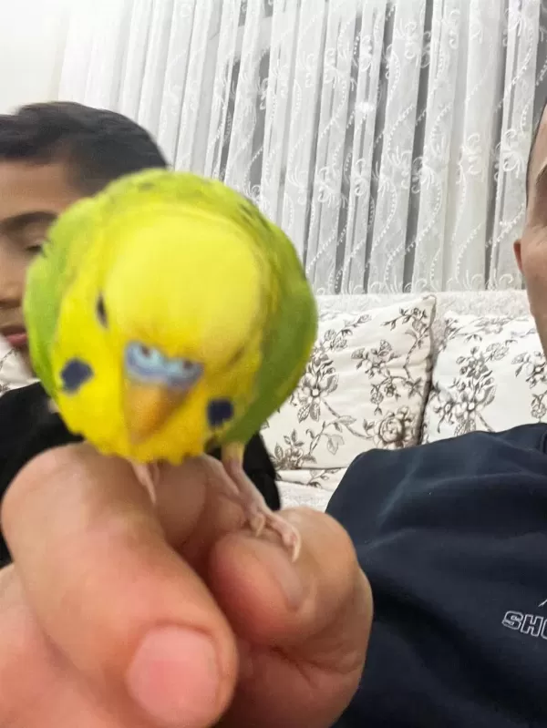 Jumbo Çift Konuşan Muhabbet Kuşu