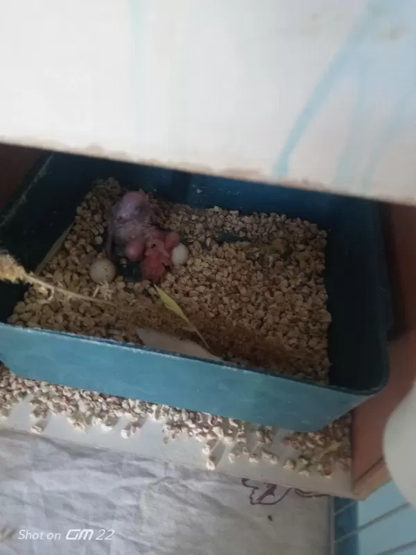 3 Yavrusuyla Birlikte Satılık Takım Muhabbet Kuşu