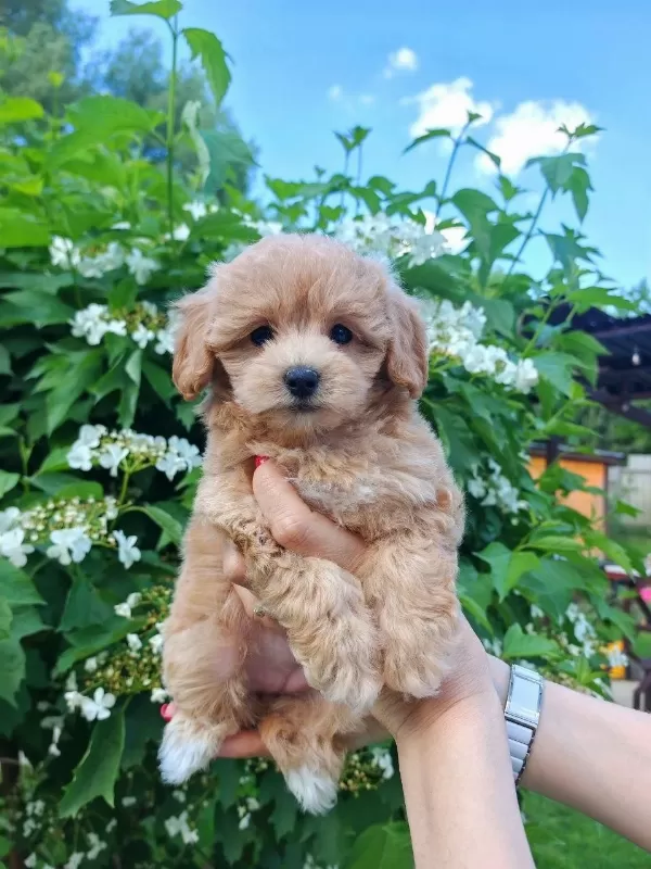 Kore Maltipoo Köpeği