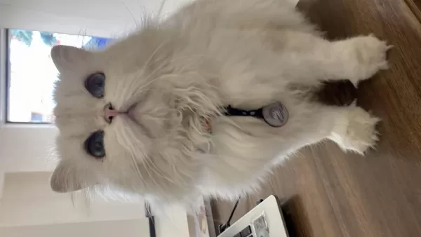 British Longhair Dişi Yetişkin Kedimiz Sahiplendirilecektir