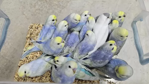 Rengarenk Çek Ve Üst Vasif Rainbow Muhabbet Kuşlar