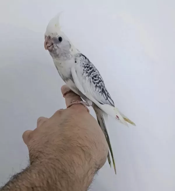 Ek Besleme Uygun Sevda Papağanı Yavru