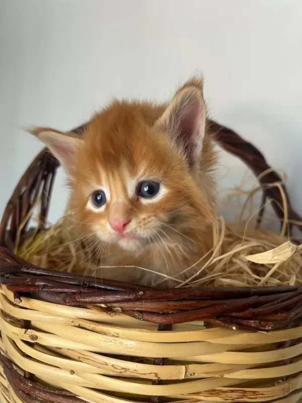 Sağlik Ve İrk Garantili Minik Maine Coon Devler