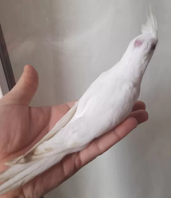 Albino Sultan Papağanı Yavrular Yeme Düştü