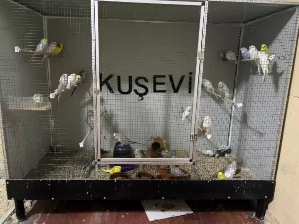 Yavru Muhabbet Kuşlar