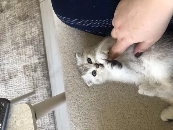 2 Aylık Safkan British Shorthair Yavrular