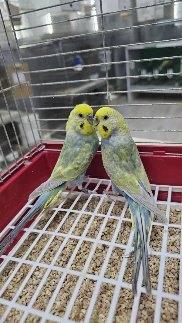 Rainbow Üst Vasif Muhabbet Takimlar Açiklamayi Okuyun