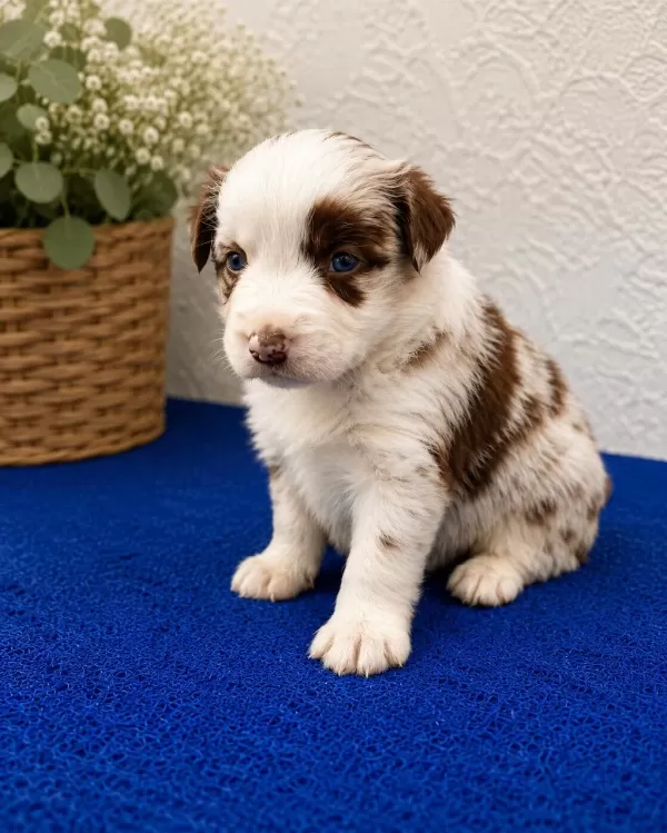 Zeka Küpü Border Collie Yavrulari