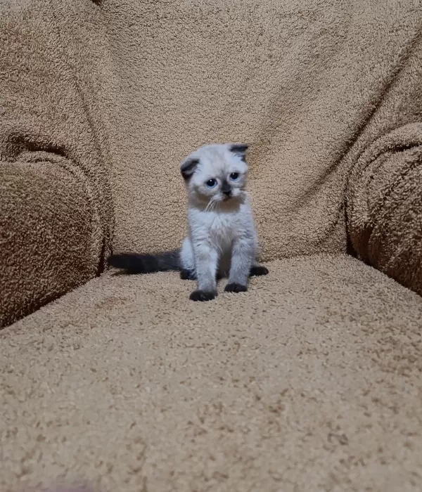 Scottish Fold Shorthair Çikolata Point