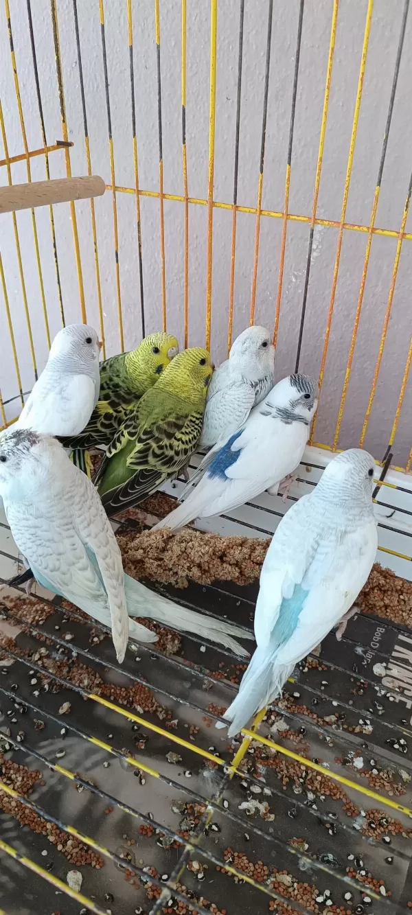 Yeni Yeme Düşmüş Yavrular Ve Yetişkin Muhabbet Kuşu Takımlar