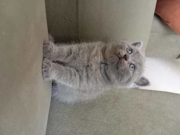 British Shorthair 2 Aylık