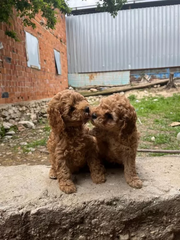 Toy Poodle Yavrular İrk Sağlık Garantili