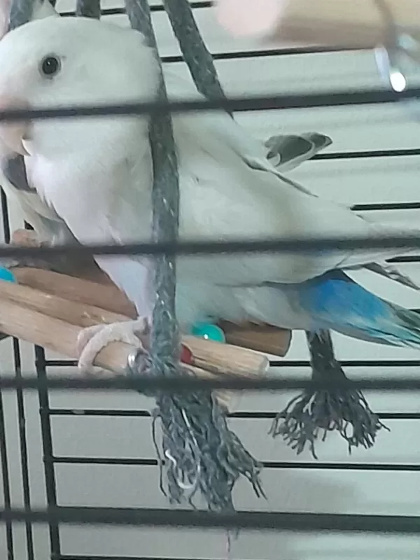 Sevda Papağanı 5 Aylık